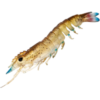 NOMAD LIVE OPS SUMO SHRIMP UNRIGGED LURE 5 inch